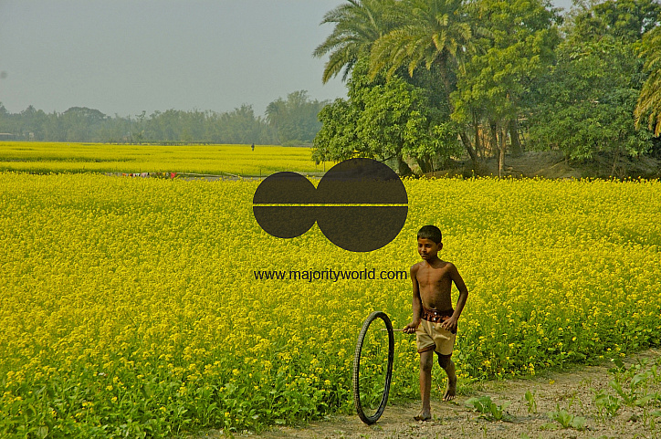 Mustard Field, Singair