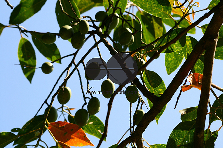 Indian Olives