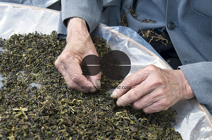 CHINA Sorting tea leaves and preparing them for packing  after harvest  in Fujian province.