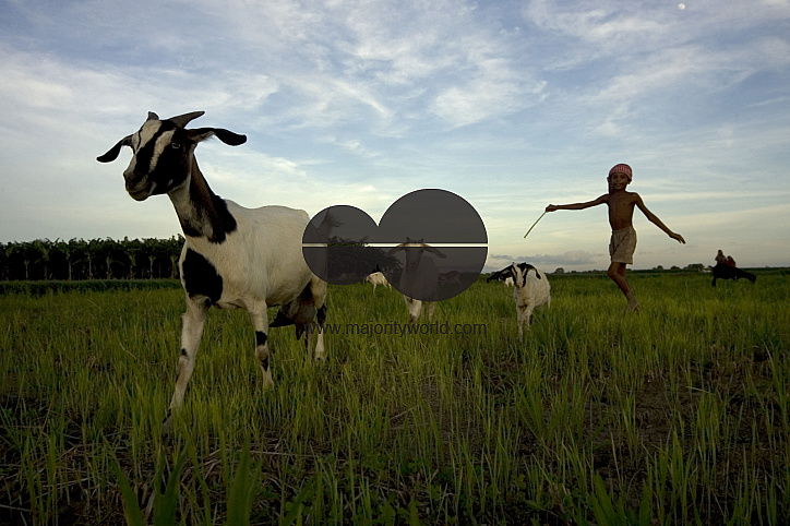 Graze goat: Bangladesh