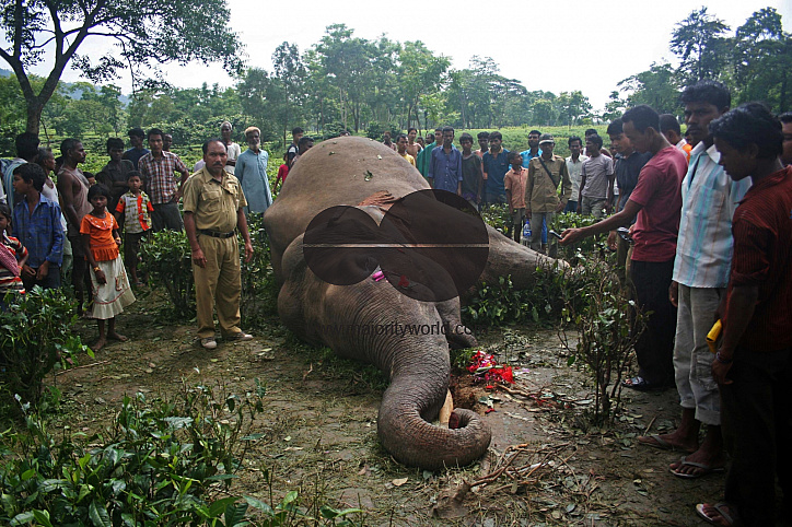 Preparation of emersion and the emersion of goddess Durga in Assam