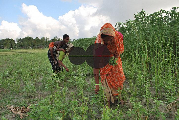 Farmer sell their jute