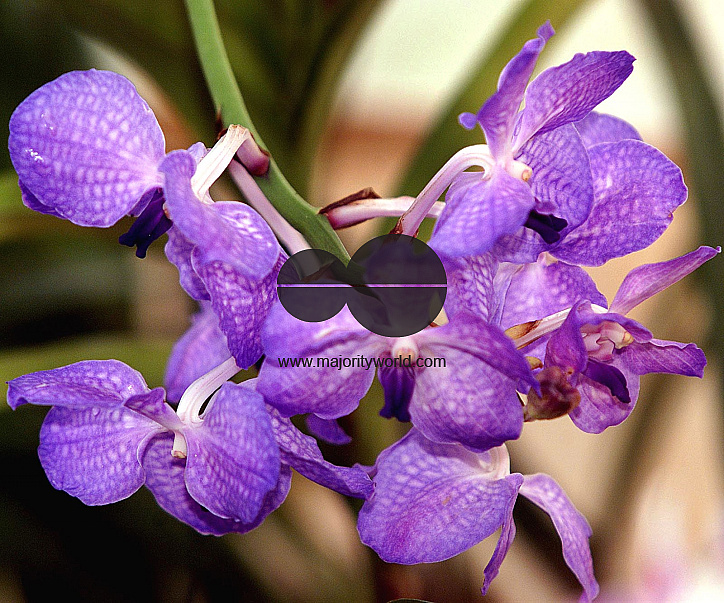 Flowers are displaced at a flower show in Kolkata, India on February, 2004.   Photograph/Sucheta Das