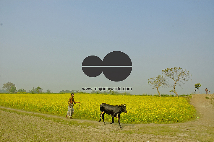 Mustard Field, Singair