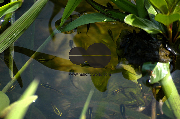 Water Life