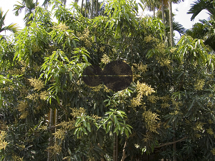 The Mango bloossom/flowers