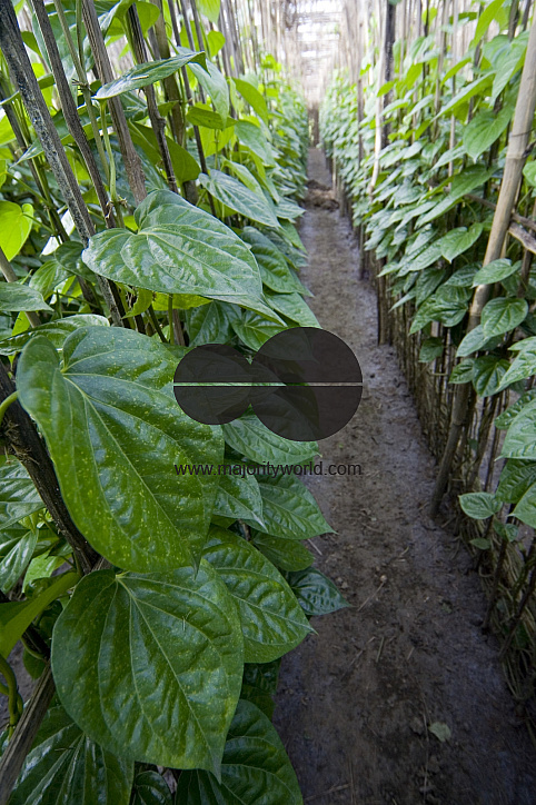 Betel leaf_Bangladesh