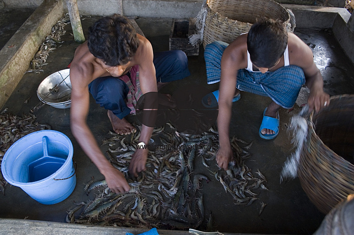 Palanquin_Bangladesh