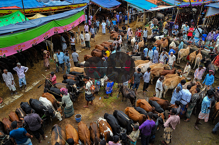 Cow Market