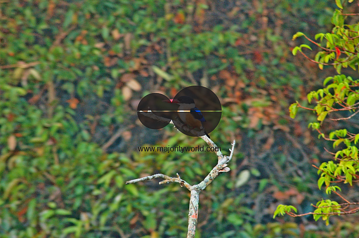 Sundarbans, Khulna, Bangladesh