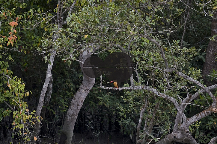 Bird_Bangladesh