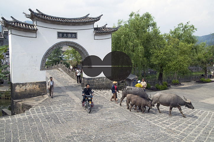 CHINA Peasants and bullocks returning home after work during harvest time in Yunnan province.