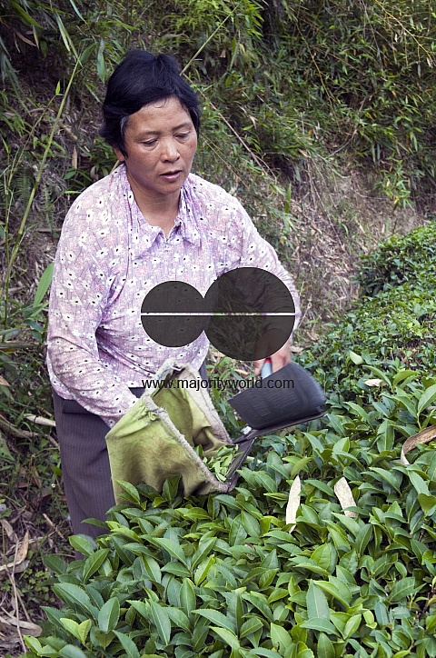 CHINA Peasants picking tea leaves  during harvest time in Fujian province.