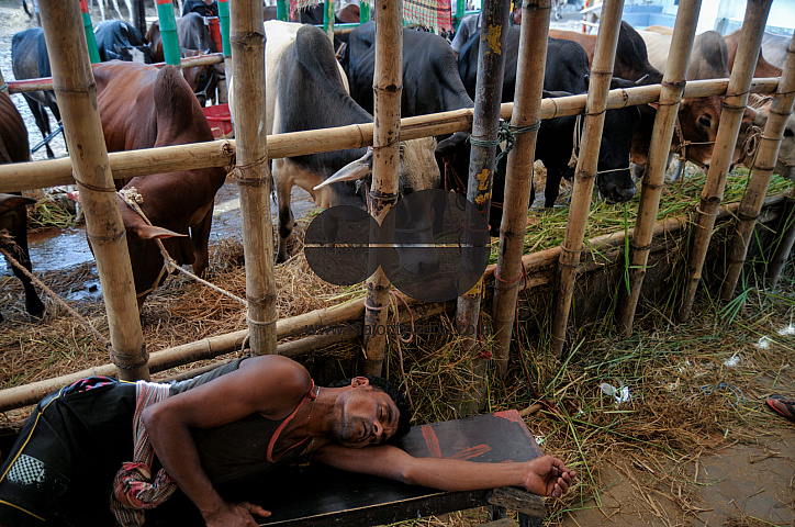 Cow Market