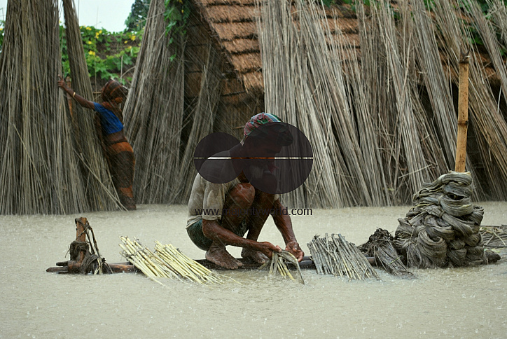 Farmer sell their jute