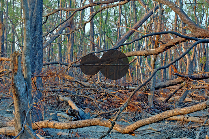 Sundarbans, Khulna, Bangladesh