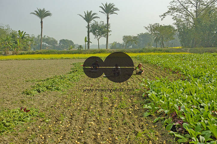 Potato Harvest, Singair