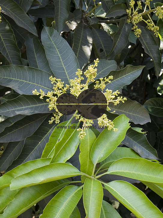 The Mango bloossom/flowers