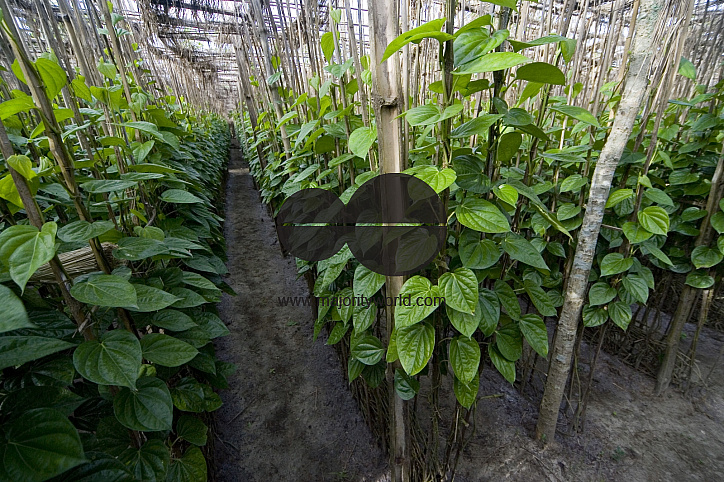 Betel leaf_Bangladesh