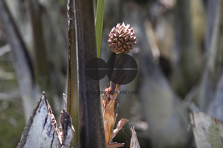 NIpa Palm: Golpata