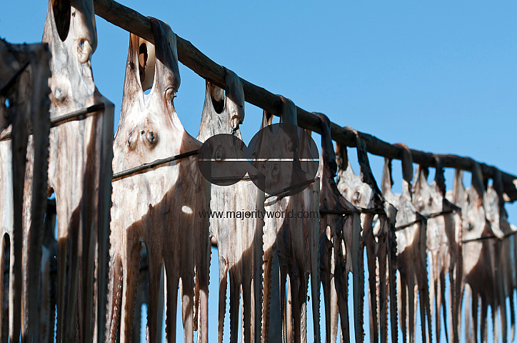 Rodrigues Island. Octupus drying in the sun.