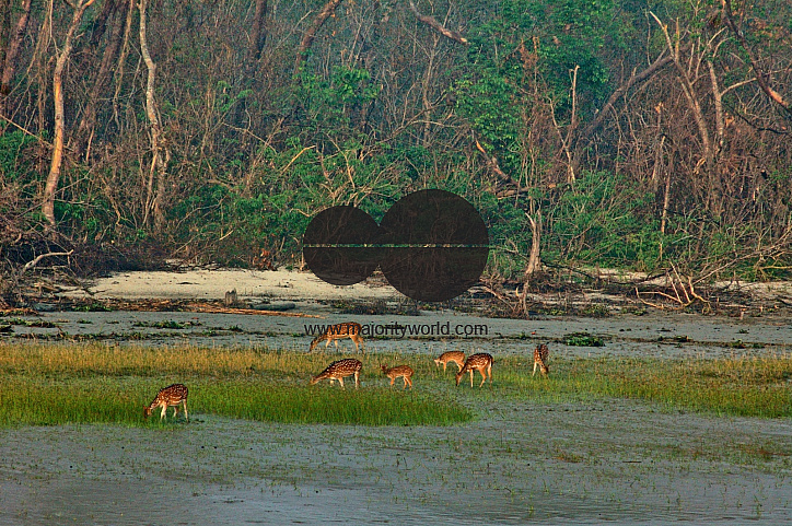 Sundarbans, Khulna, Bangladesh