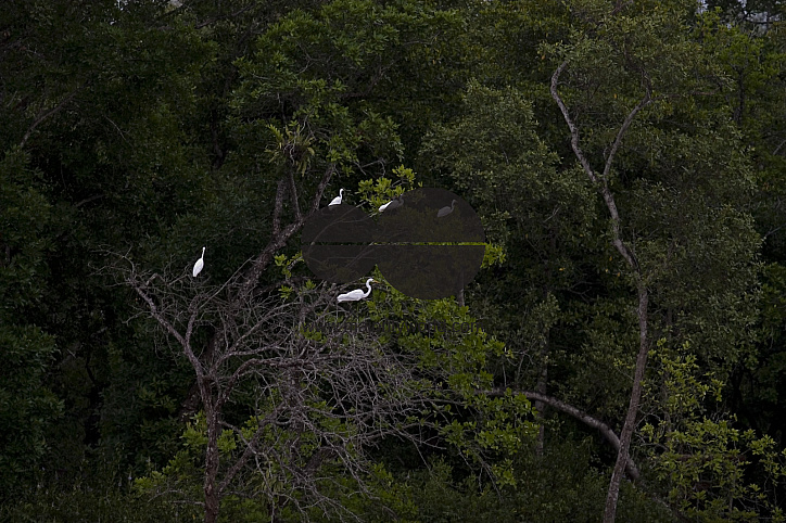 Bird_Bangladesh