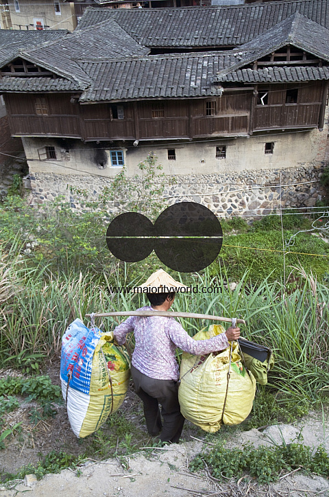 CHINA Peasants carrying sacks with tea leaves  during harvest time in Fujian province.