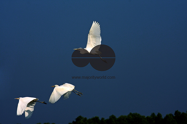 Bangladeshi Birds