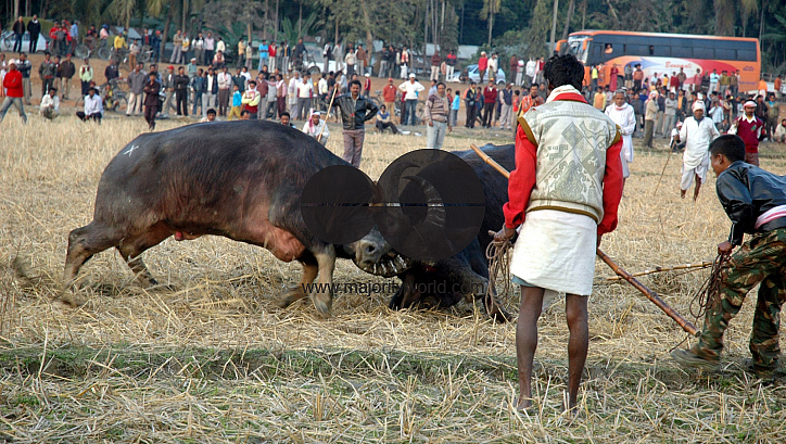 India Buffalo Fight