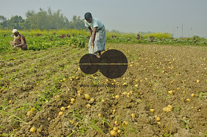 Potato Harvest, Singair