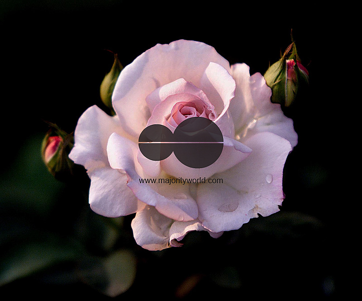 Flowers are displaced at a flower show in Kolkata, India on February, 2004.   Photograph/Sucheta Das