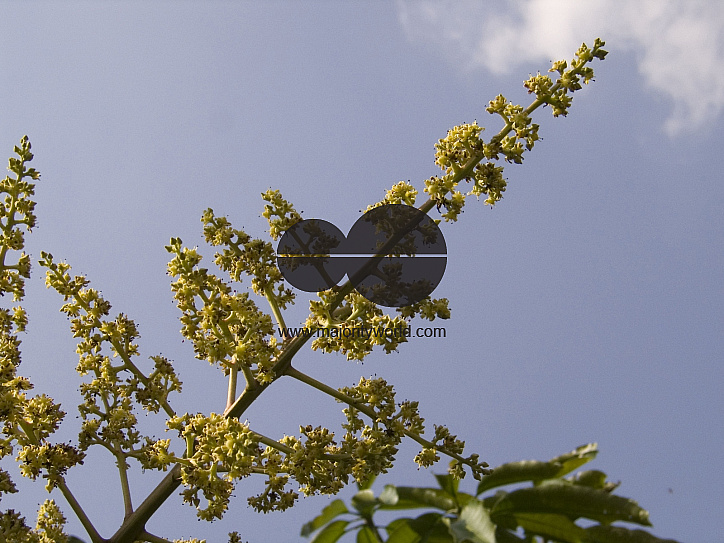The Mango bloossom/flowers