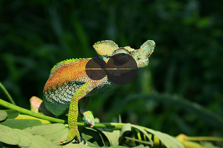 Strange-horned Chameleon, Uganda