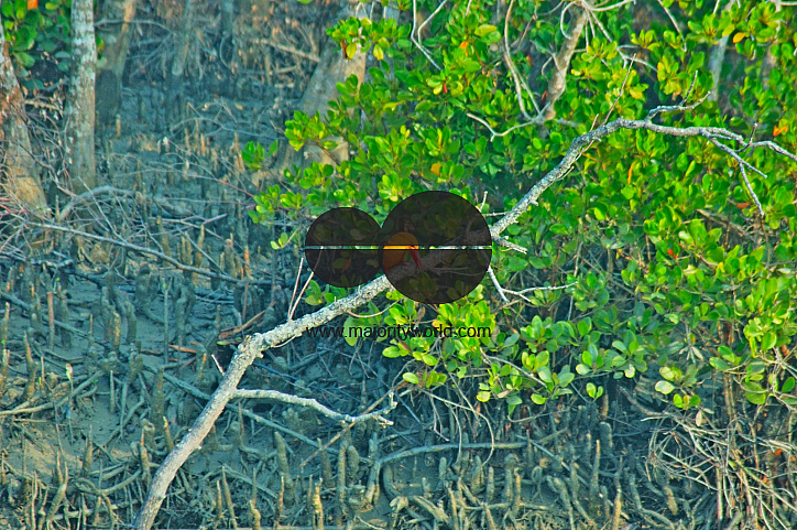 Sundarbans, Khulna, Bangladesh