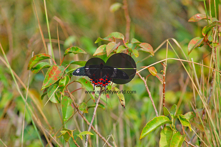 Sundarbans, Khulna, Bangladesh