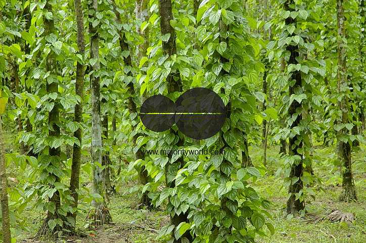 Betel Leaf Garden