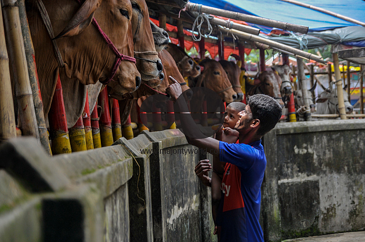 Cow Market