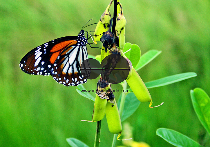 Sundarbans, Khulna
