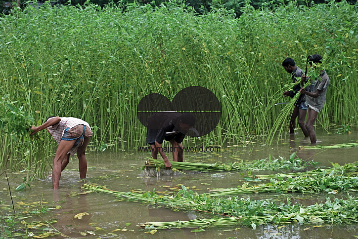 Farmer sell their jute