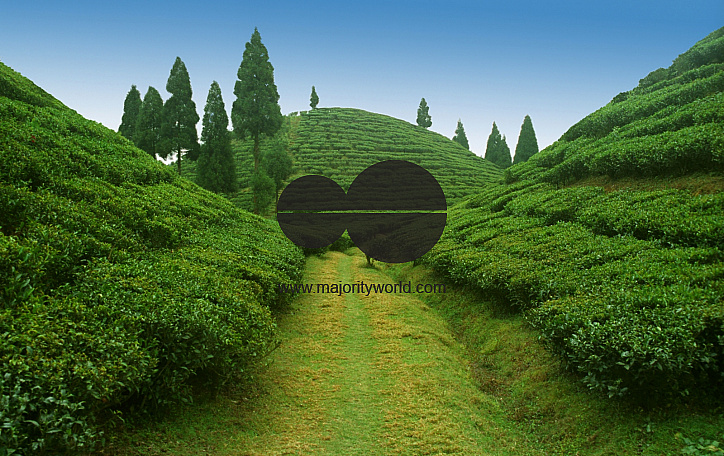 Tea Garden, Mirik