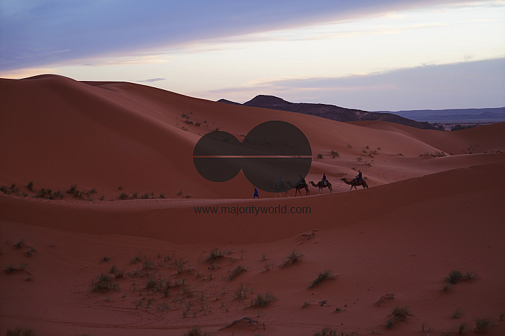  Camel caravan travelling through the Sahara desert