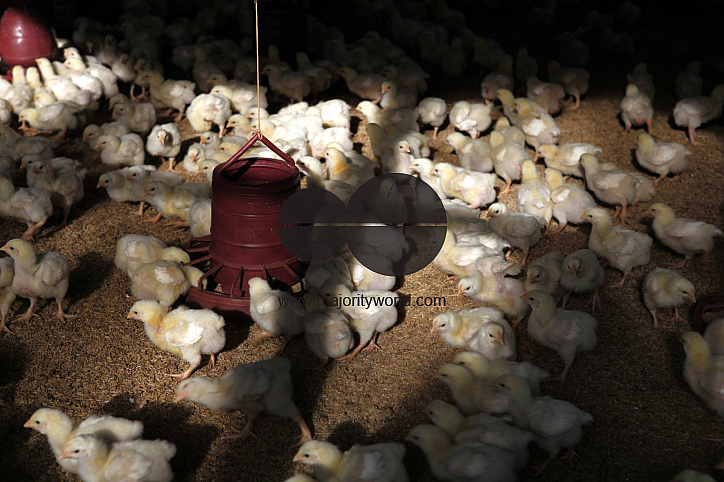 Poultry