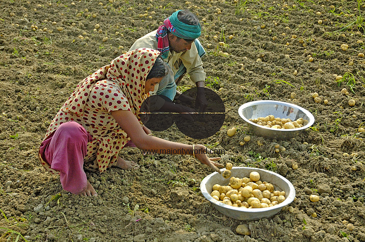 Potato Harvest, Singair