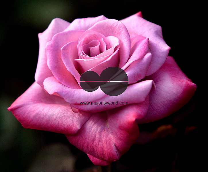 Flowers are displaced at a flower show in Kolkata, India on February, 2004.   Photograph/Sucheta Das