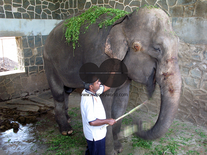 INDIA.Elephant trainer near Film City in Mumbai.