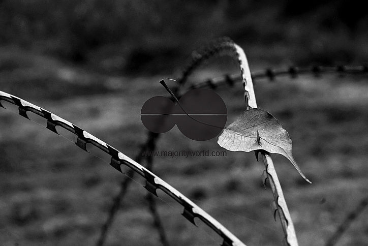 A leaf from a Peepal tree caught in the barbed wire, Jammu.