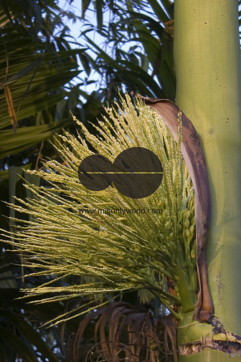 Betel nut blossom