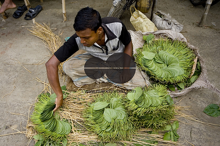 Betel leaf_Bangladesh