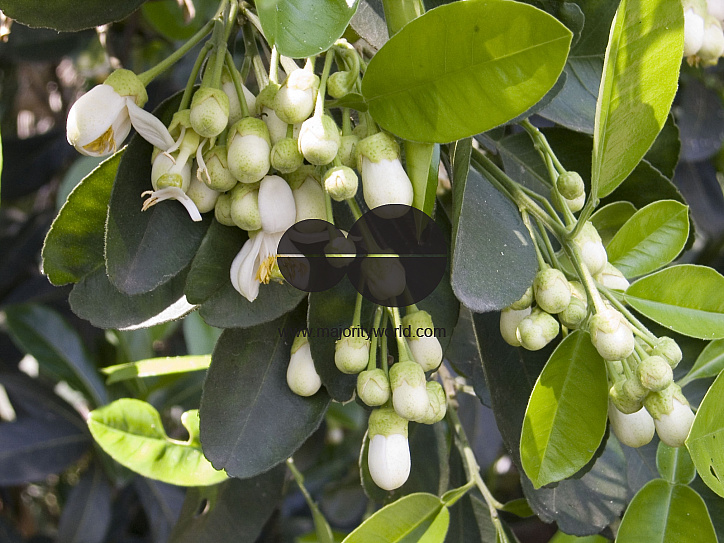 The pomelo flower